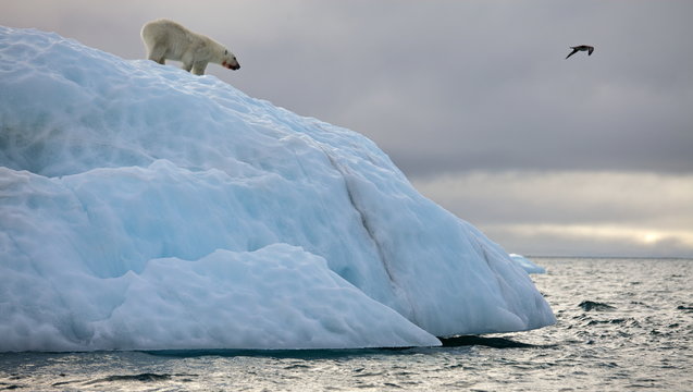 Polar bear on iceberg 
