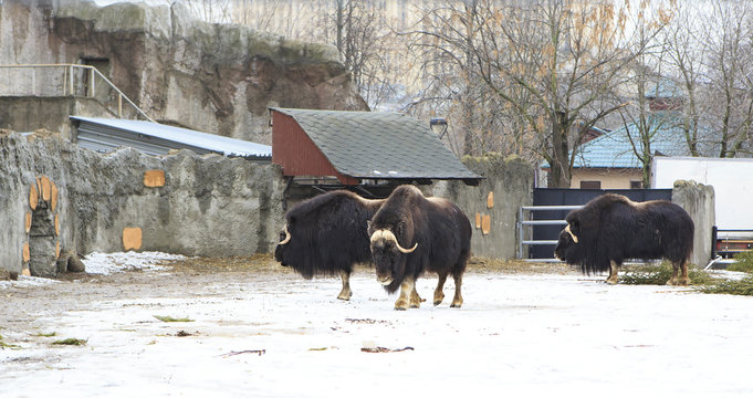 Herd of musk oxen in the paddock 