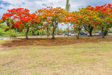 Fototapeta na wymiar flamboyants au rond-point de Savannah, île de la Réunion 