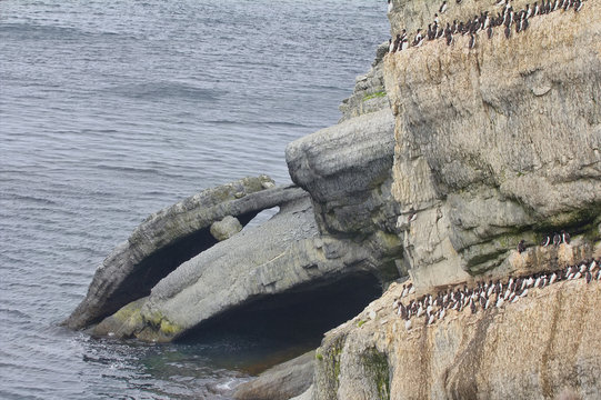 The Cape Dolphin In The Barents Sea, Novaya Zemlya Archipelago, South Island