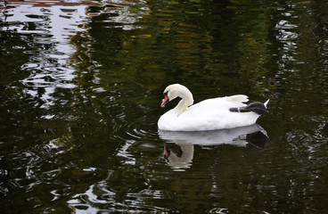 Beautiful white swan swimming in a lake with dark water