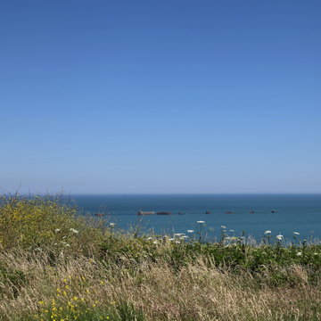 Falaise sauvage, falaise fleurie face &agrave; la Manche.