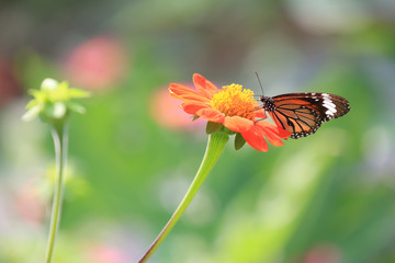 Amazing butterfly in Cambodia.