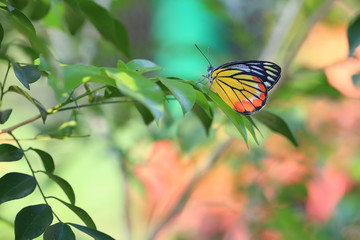 Amazing butterfly in Cambodia.