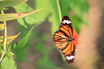 Amazing butterfly in Cambodia.