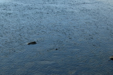 Fototapeta premium Rhein Ufer und Buhne