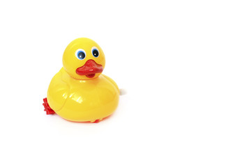 Yellow rubber duck on White Background