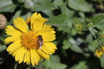 Bee on flower
