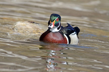 March 11 2013 - Wood Duck
