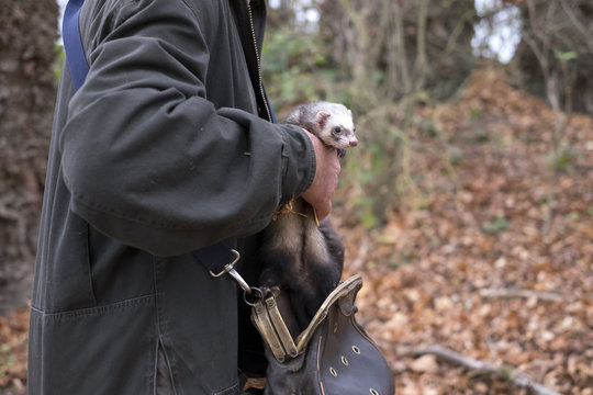 Furet pour la chasse au lapin de garenne