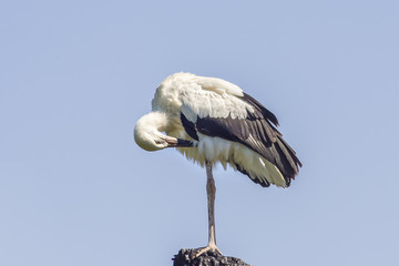 Young white stork in front of a clear blue sky