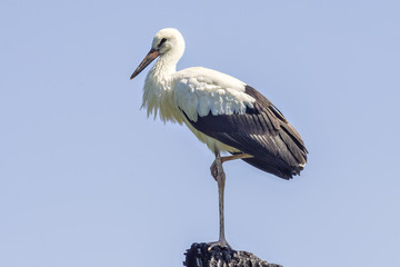 Young white stork in front of a clear blue sky