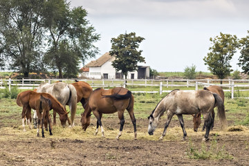 Thoroughbred horses grazing in the pasture paddock on the fields of Backa, Serbia