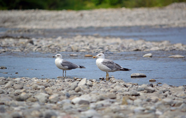 Две чайки сидят на камнях обмелевшей горной реки