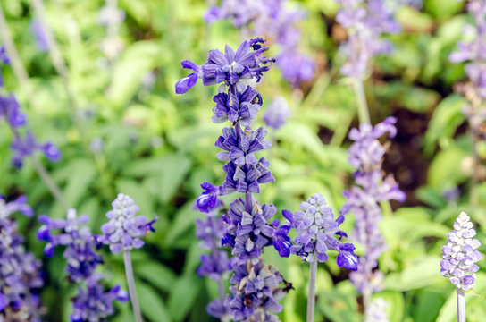 close up lavender flower