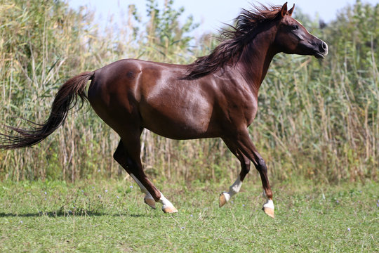 Arabian young horse galloping on pasture against green reed