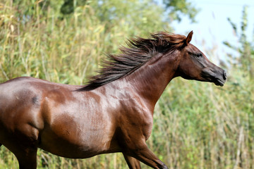 Arabian breed horse canter on natural background summertime