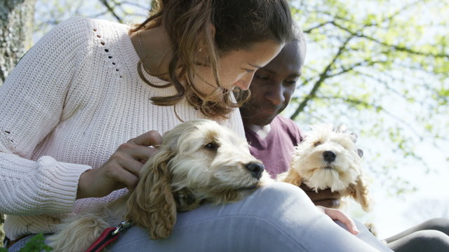  Couple relaxing in the park with 2 cute young cocker-poo puppies. 