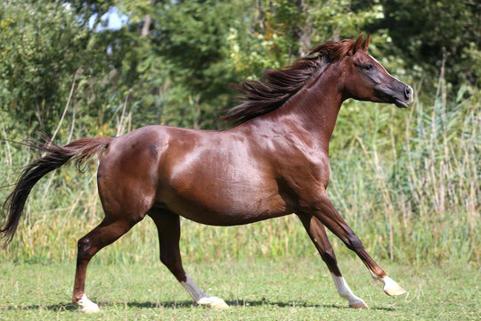 Beautiful young arabian mare galloping on pasture