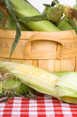 Basket of Ears of Corn – An ear of corn, partially shucked, in the foreground. Other unshucked ears of corn in a basket in the background.