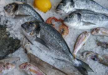 Gilt-head bream, dorade lies on the ice