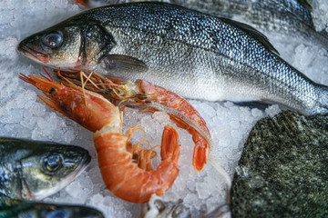 Raw european seabass, shrimps lie on ice. Closeup