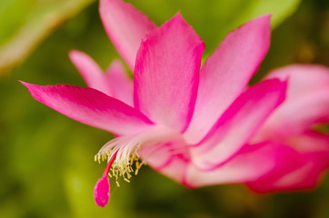 Close-up view of Zygo cactus flower (science name: Schlumbergera bridgessii) in northern part of Thailand