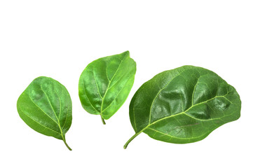 Macro, close-up  green leaves isolated with white background