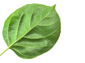 Obraz premium Macro, close-up green leaves isolated with white background