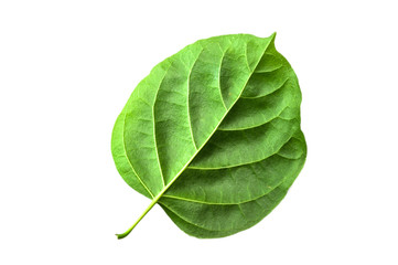 Obraz premium Macro, close-up green leaves isolated with white background