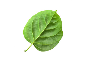 Macro, close-up  green leaves isolated with white background