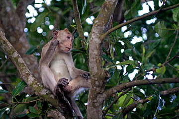 monkey on the tree