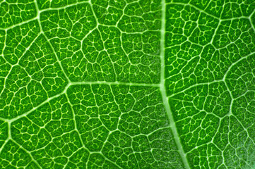 Green leaf macro texture background.