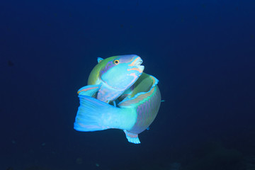 Obraz premium Two Parotfish fighting over territory