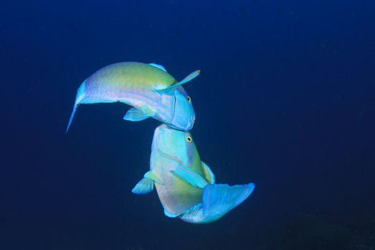 Two Parrotfish courting