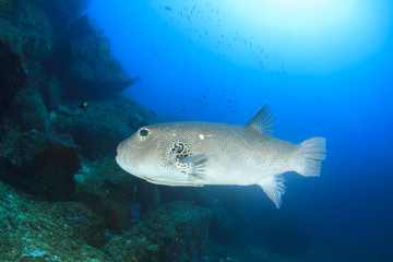 Tropical fish sea ocean coral reef underwater © Richard Carey