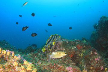 Fototapeta na wymiar Tropical fish sea ocean coral reef underwater