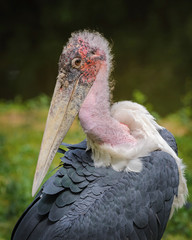 Portrait of a marabou stork in the zoo, Germany