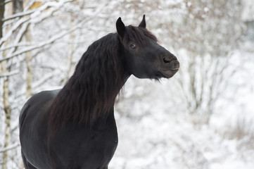 Portrait of black Friesian horse on winter background