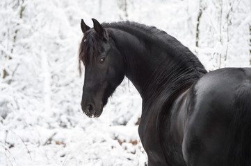 Naklejka premium Portrait of black Friesian horse on winter background