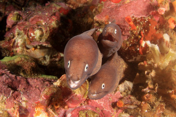 White-eyed Moray Eels