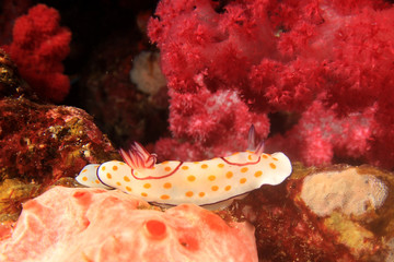 Ringed Chromodoris nudibranch sea slug and coral