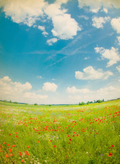 Beautiful poppy field