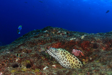 Honeycomb Moray Eel