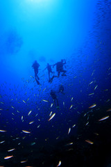 Scuba diving in ocean