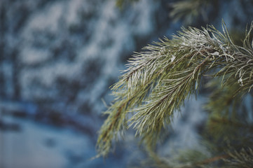 The branches of spruce in frost 4597.