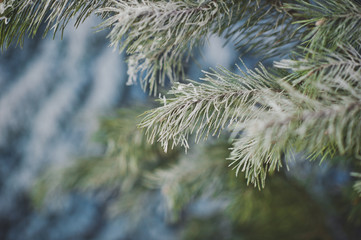 The branches of spruce in frost 4598.