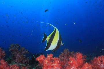 Tropical fish sea ocean coral reef underwater