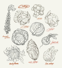 Vector drawing of cabbage set