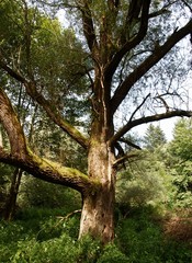 old willow tree in forest